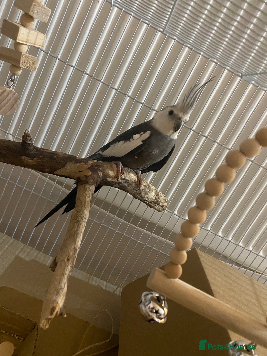 Cockatiels birds for sale: Beautiful cockatiel - selling urgently  - Image 1