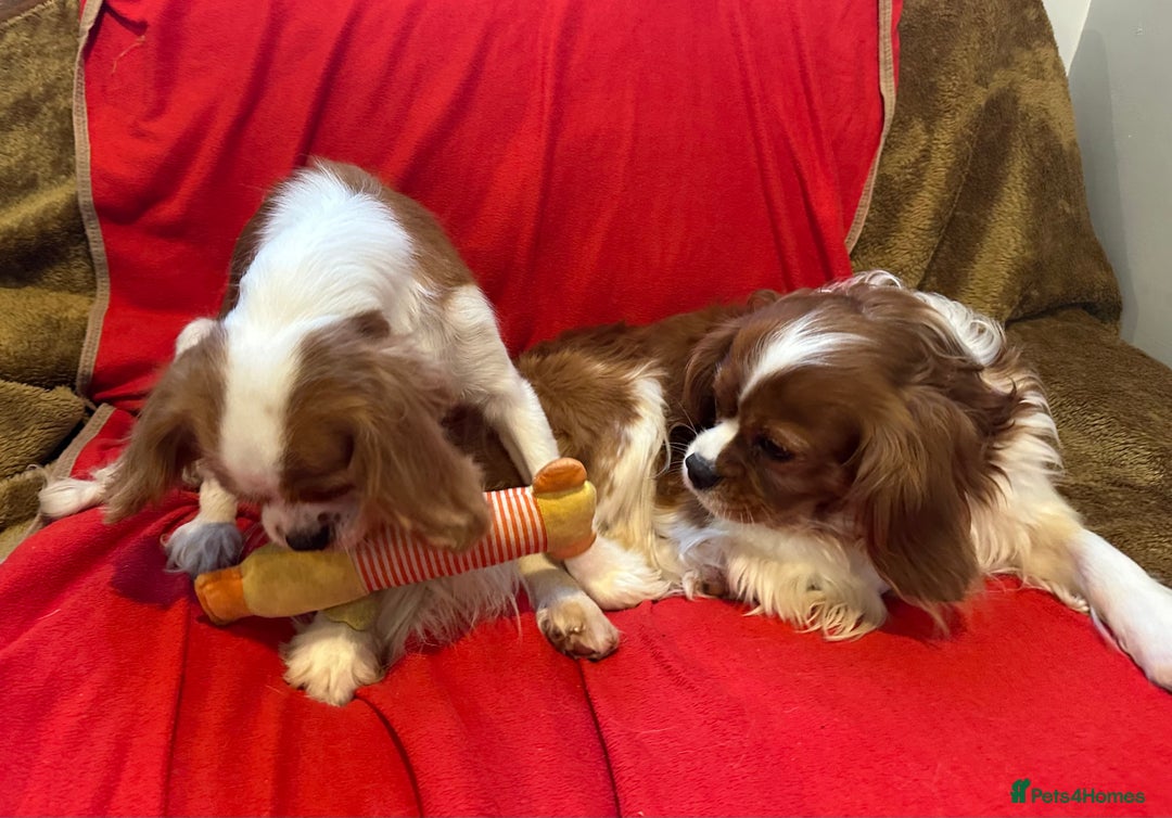 Cavalier King Charles Spaniel dogs for sale: Gorgeous Cavalier King Charles Spaniel puppies - Advert 35