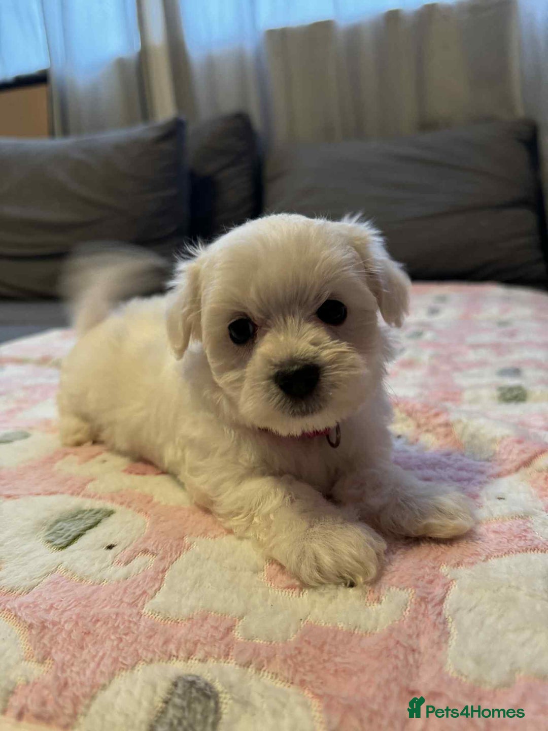 Maltese dogs for sale: Maltese puppies - Image 4