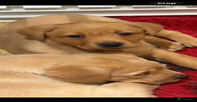 Labrador Retriever dogs - Advert 7