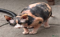 Sphynx cats for sale: Sphinx x dsh - Image 3