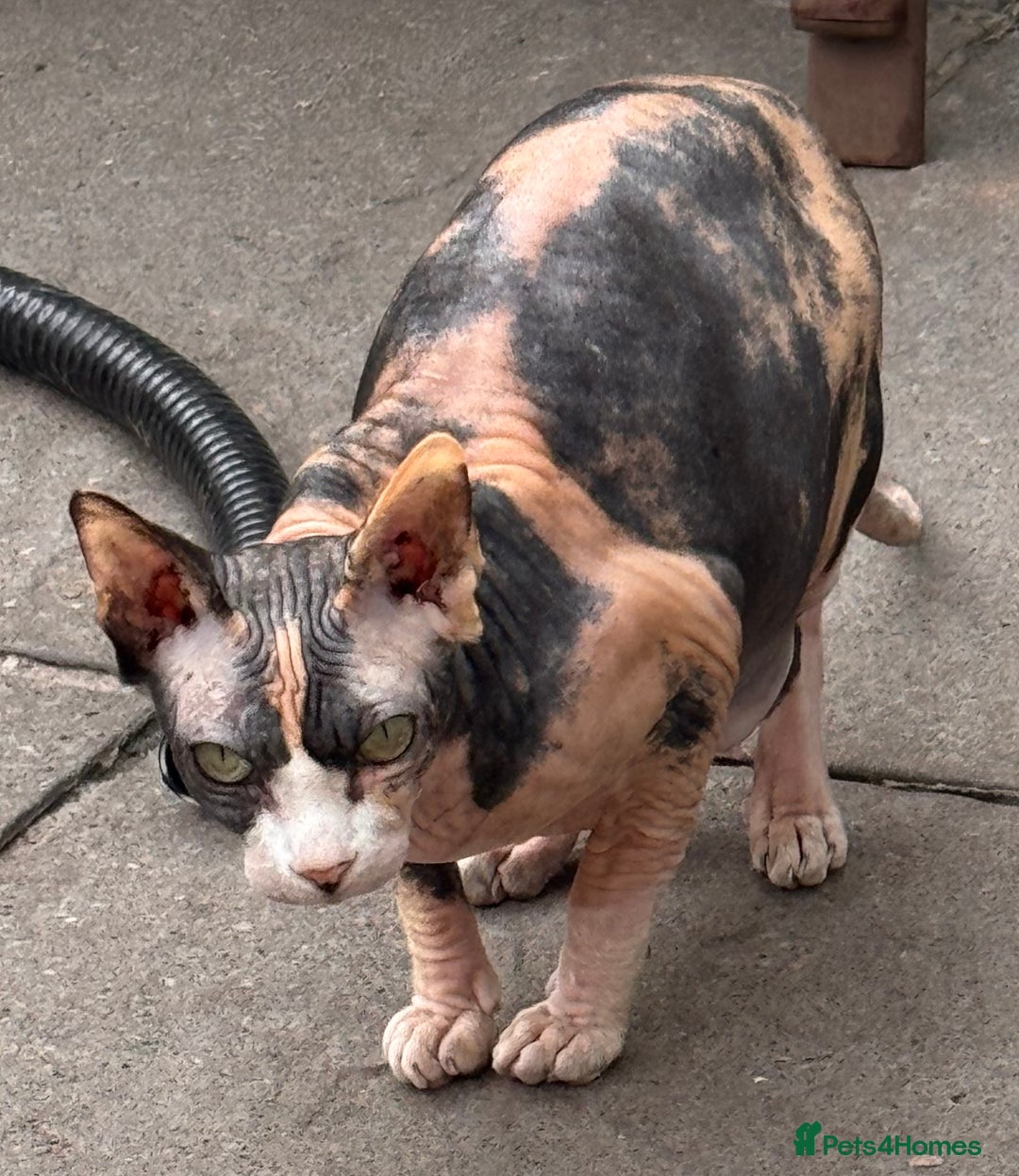 Sphynx cats for sale: Sphinx x dsh - Image 3