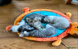 Siberian cats for sale: Purebred Siberian kittens  - Image 3