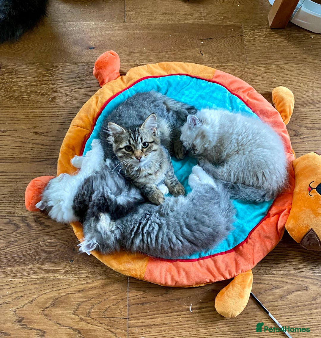 Siberian cats for sale: Purebred Siberian kittens  - Image 3