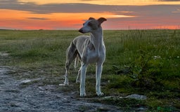 Mixed Breed dogs for sale: Stunning F1 Beddy Whippet Pups — Hearts Will Melt - Advert 3