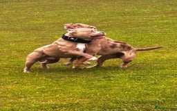 American Bully dogs for stud: American pocket bully  - Image 4