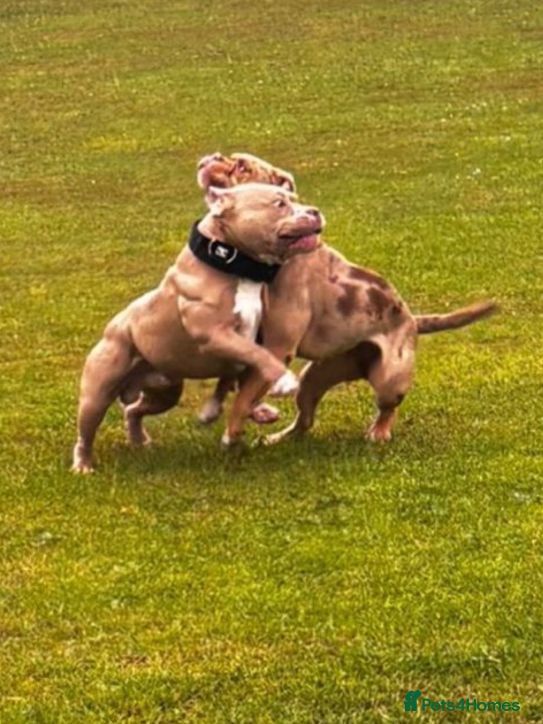 American Bully dogs for stud: American pocket bully  - Image 4