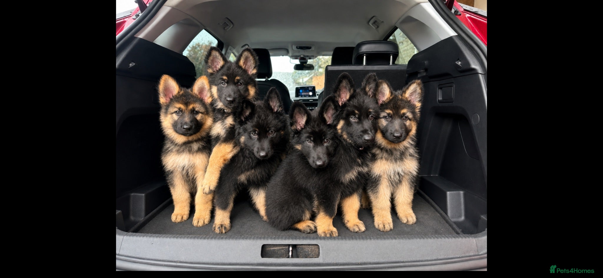 German Shepherd dogs German shepherd puppies  - Advert 9