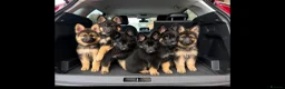 German Shepherd dogs for sale: German shepherd puppies  in Deeside - Advert 1