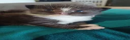 Turkish Angora cats for sale: 4 kittens, turkish aegora / british long haired - Advert 5