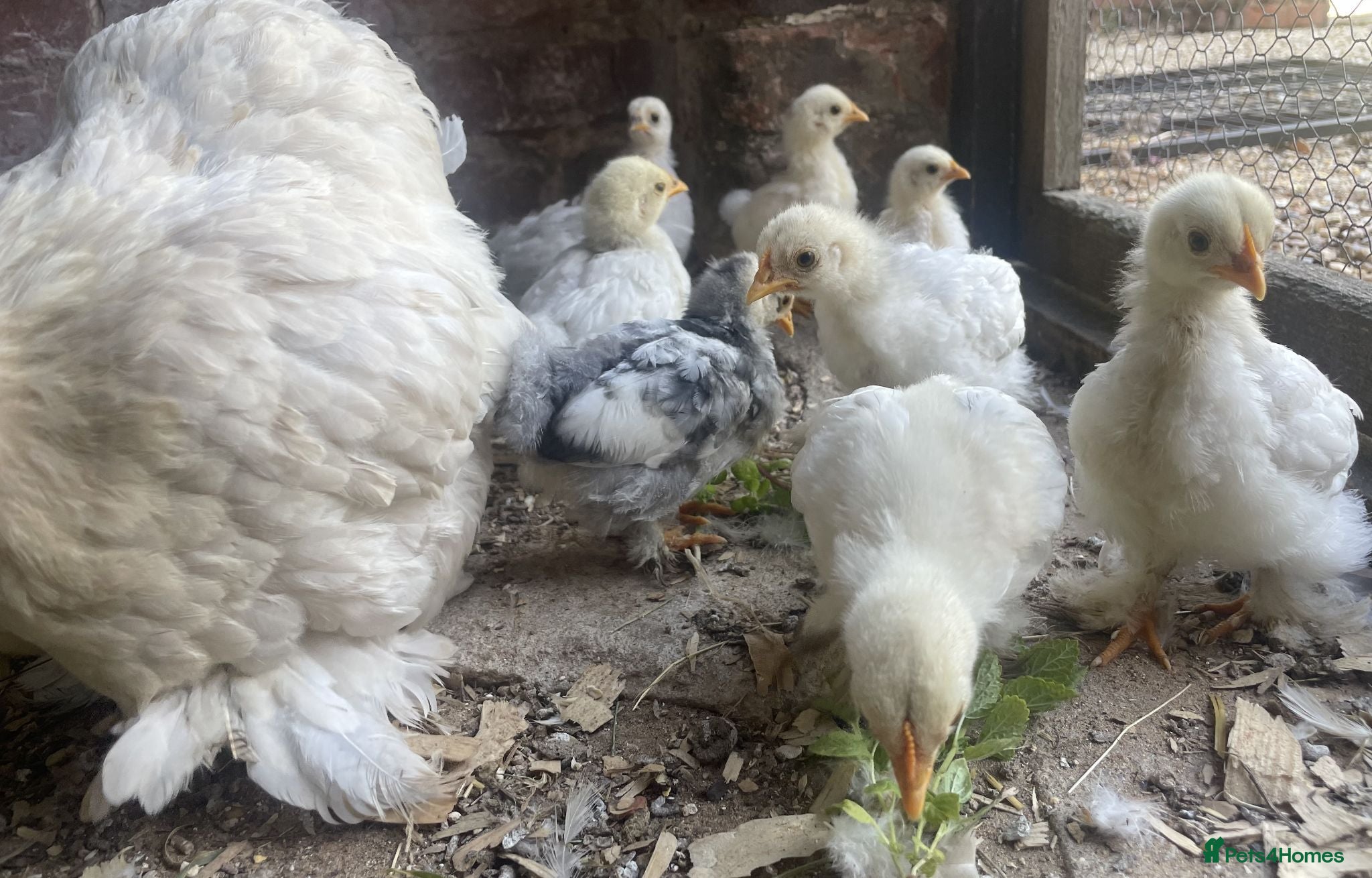 Chickens poultry 4 Pekin Bantam Chicks For Sale - Advert 2