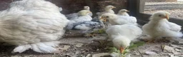 Chickens poultry for sale: 4 Pekin Bantam Chicks For Sale in Norwich - Advert 2