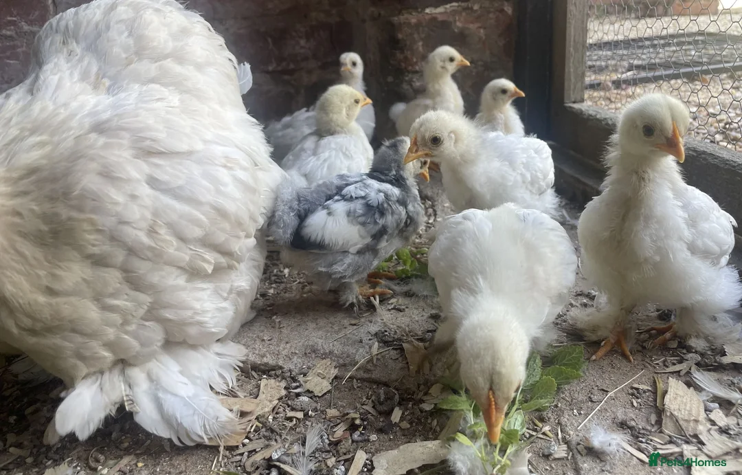Chickens poultry for sale: 4 Pekin Bantam Chicks For Sale in Norwich - Advert 2