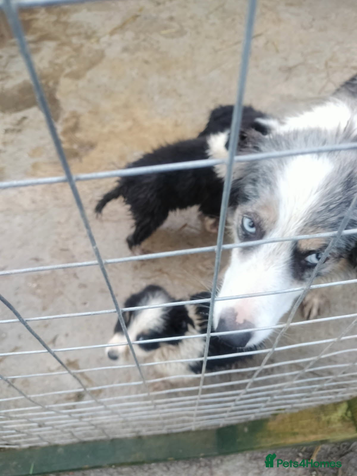 Border Collie dogs Border collie puppies - Advert 1