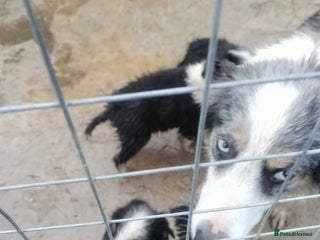 Border Collie dogs Border collie puppies - Advert 4