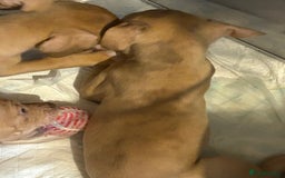 Mastiff dogs for sale: Mastiff X Puppies Looking for Forever Homes - Image 7