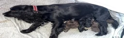 Cockapoo dogs for sale: 4 beautiful cockapoo pups all boys - Advert 7