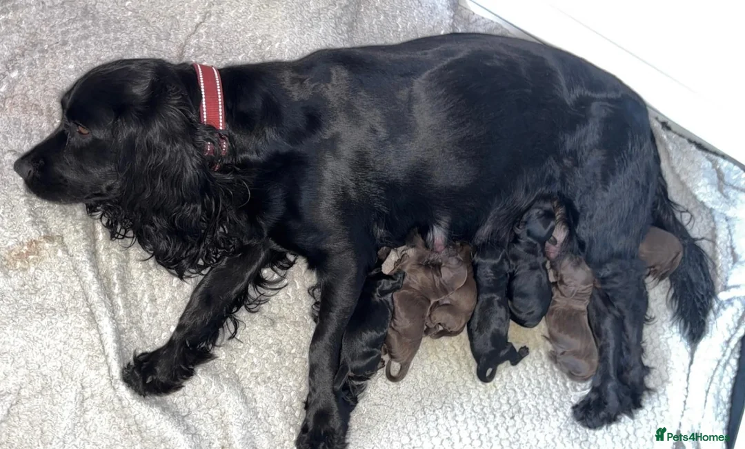 Cockapoo dogs for sale: 4 beautiful cockapoo pups all boys - Advert 7