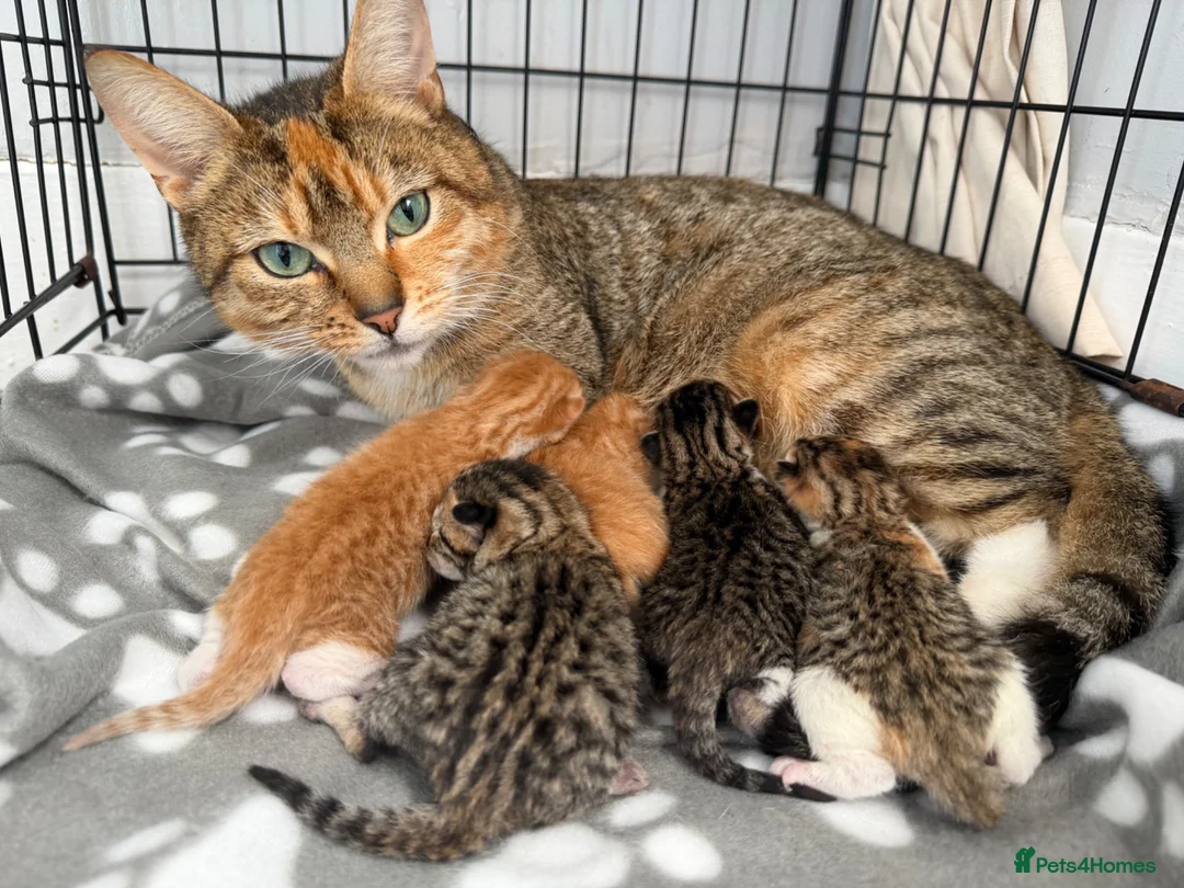 Mixed Breed cats for sale: 5 stunning kittens for sale ready 11th June  - Advert 1