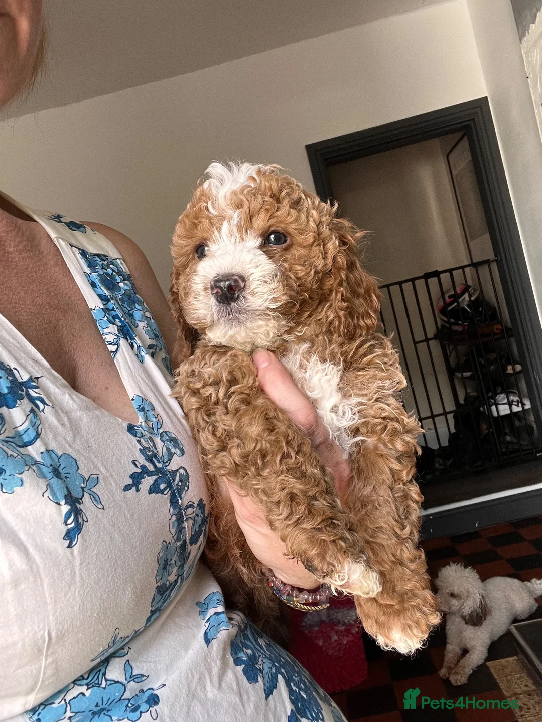 Cockapoo dogs for sale: Stunning curly coated Toy Cockapoos  - Advert 2