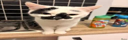 Mixed Breed cats for sale: 2 8-Month-Old Boys Looking for Their Forever Home - Advert 3