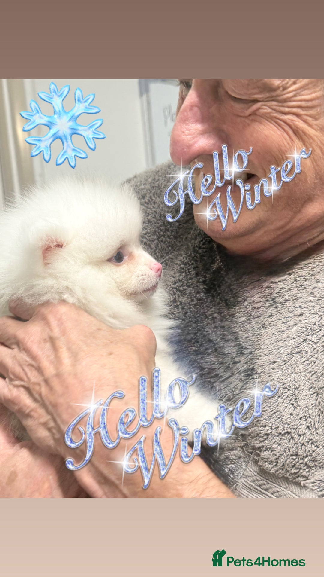 Pomeranian dogs for sale: ✨🐶Small Teddy Bear🧸 SKY🩵BLUE EYE 👀POMS🐶✨ - Advert 9