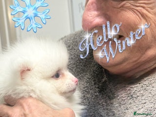 Pomeranian dogs ✨🐶650g Teddy Bear🧸 SMALL SKY🩵BLUE EYE 👀POMS🐶✨ - Advert 1