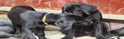 Labrador Retriever dogs for sale: Labrador retriever puppies - Advert 14