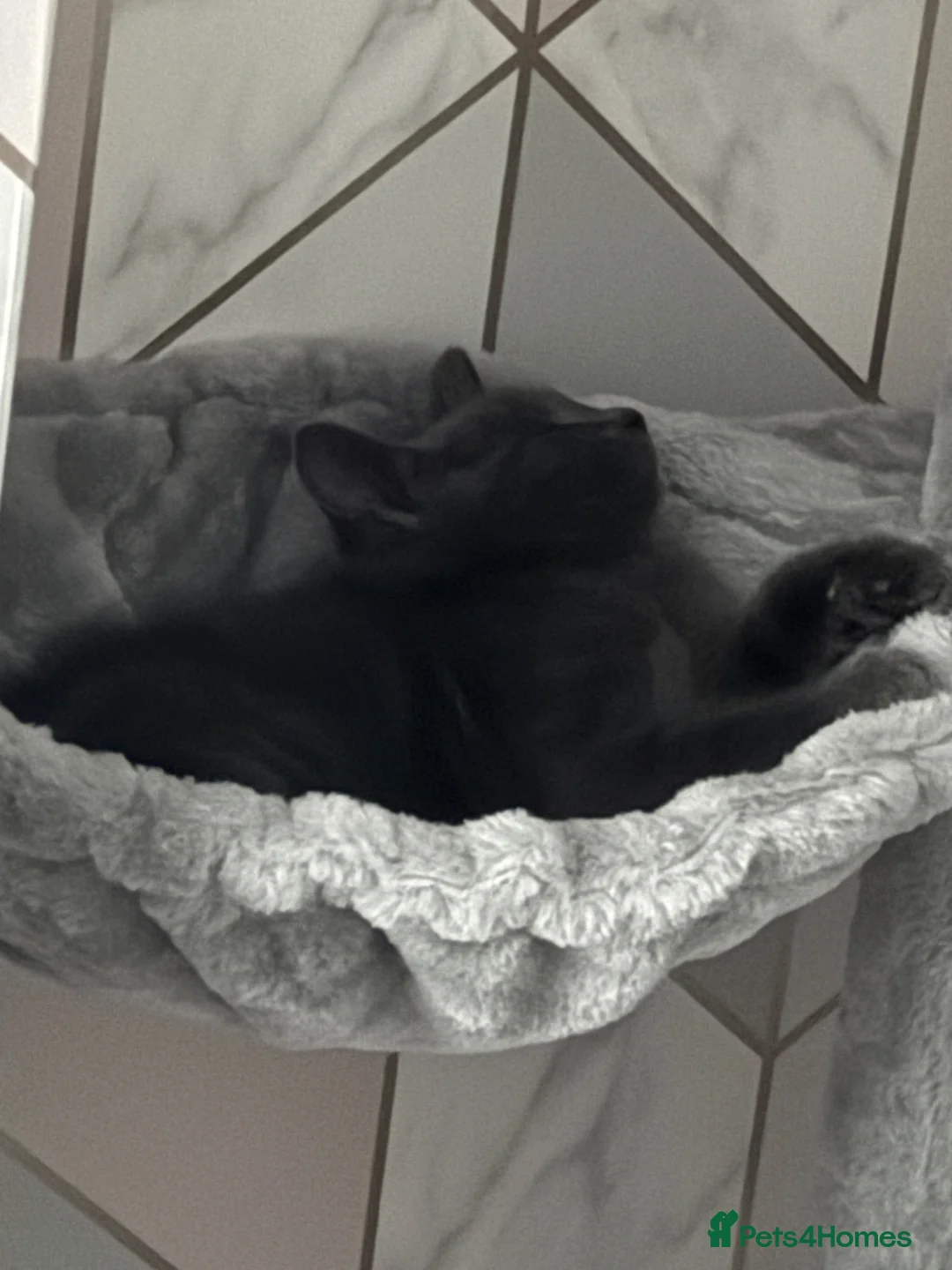 British Shorthair cats for sale: 12 weeks old grey kitten  - Advert 4