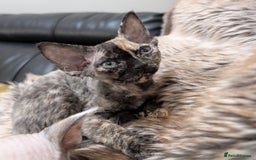 Devon Rex cats for sale: Tortie Devon Rex Female - Image 3
