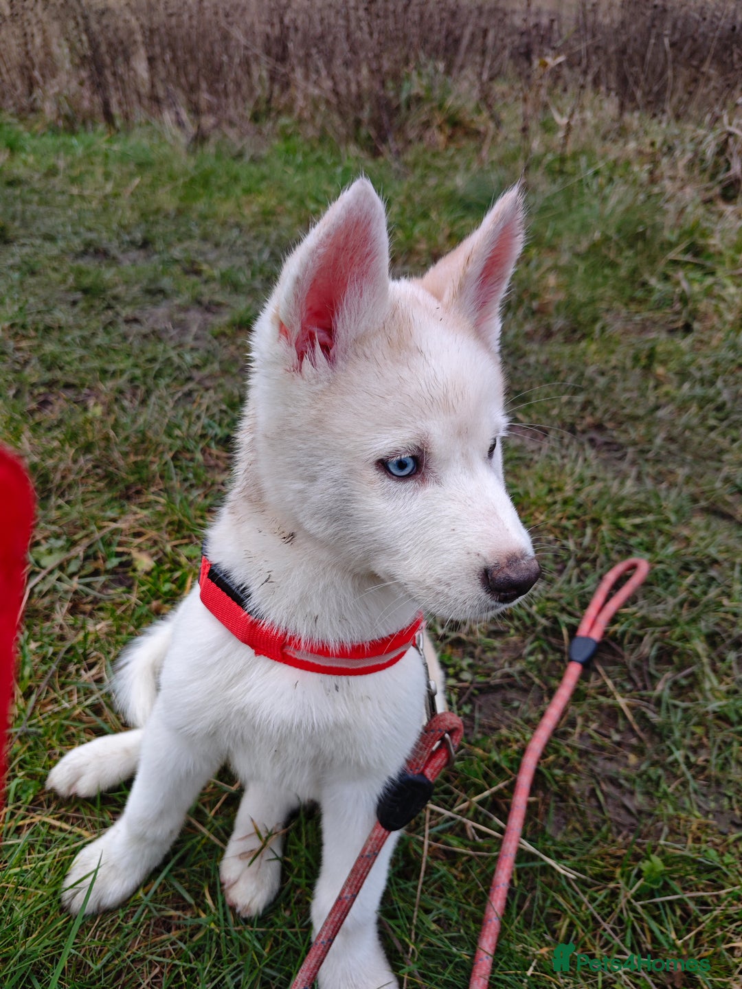 Mixed Breed dogs for sale: husky  - Advert 2