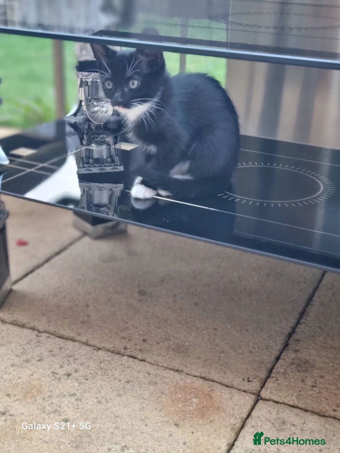 Mixed Breed cats for sale: Kittens ready for forever homes in Lincoln - Advert 4