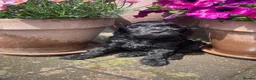 Cockapoo dogs for sale: Beautiful Litter of F1B Cockapoos🐶 - Advert 16