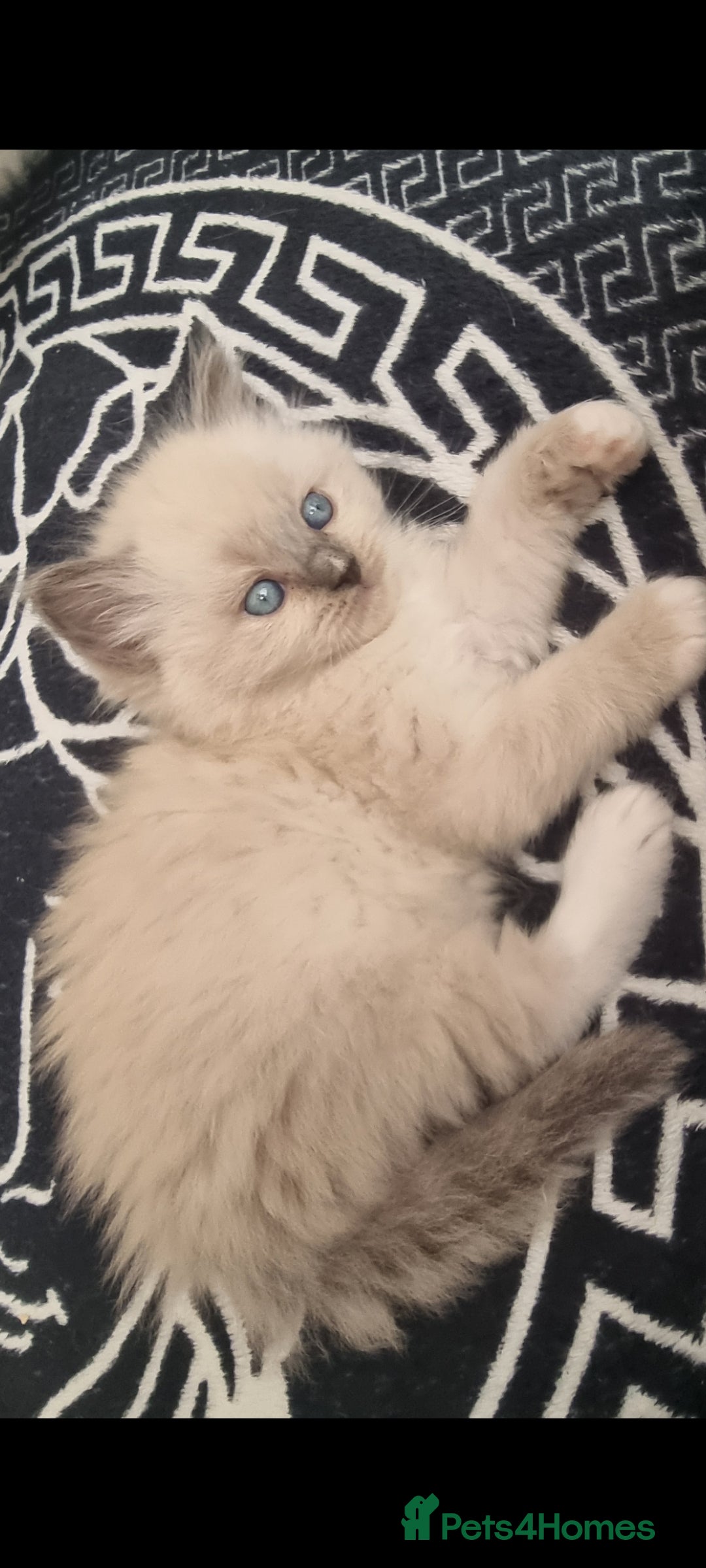 Ragdoll cats for sale: Ragdoll  - Advert 24