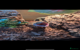 Skink reptiles for sale: Blue tounged skink  in Bristol - Image 1
