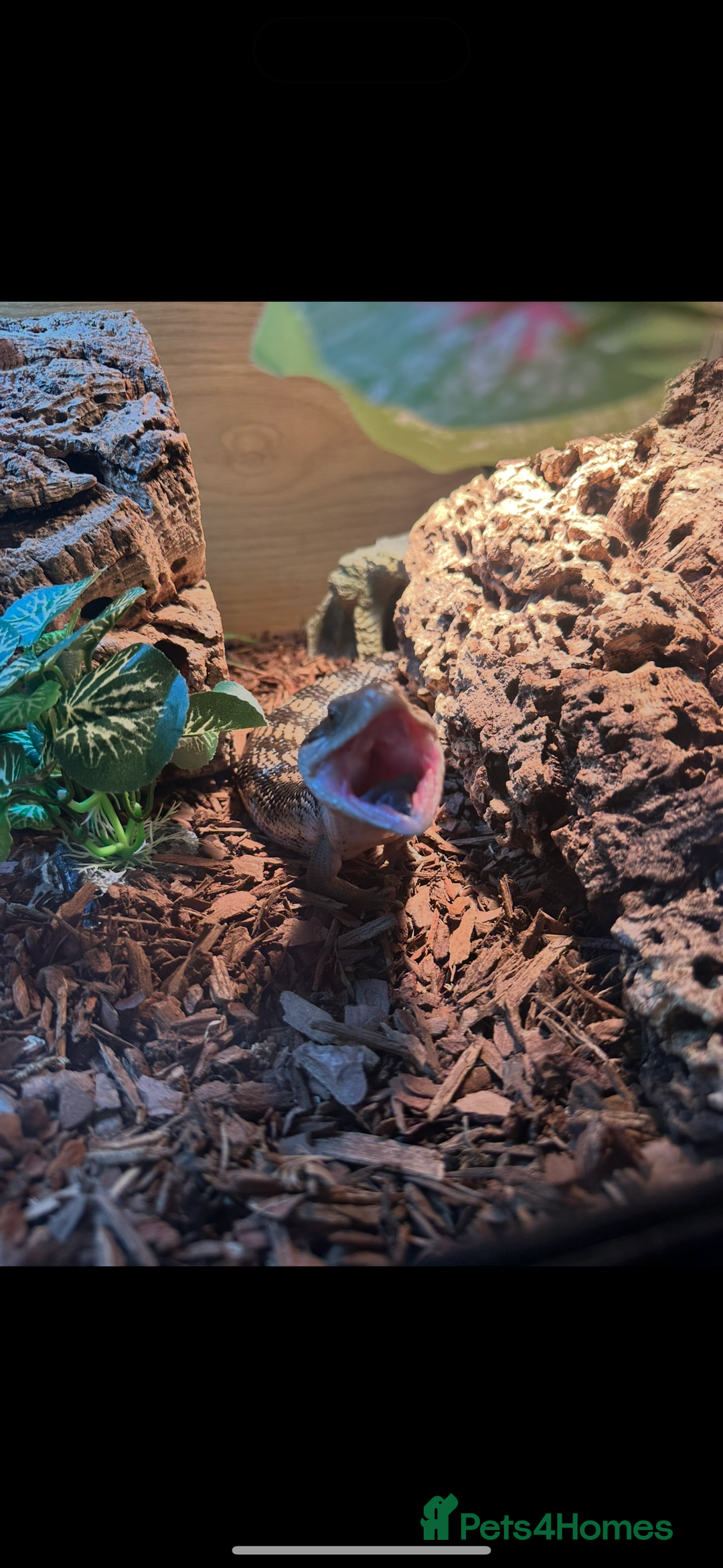 Skink reptiles for sale: Blue tounged skink  in Bristol - Image 1