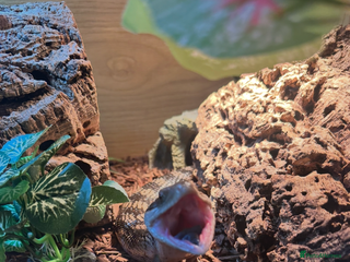 Skink reptiles in Bristol - Advert 5