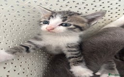 British Shorthair cats for sale: Kittens available BLUES in Axbridge - Image 1