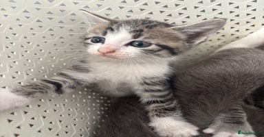 British Shorthair cats in Axbridge - Advert 15