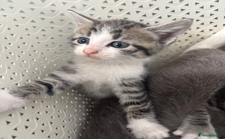 British Shorthair cats in Axbridge - Advert 11