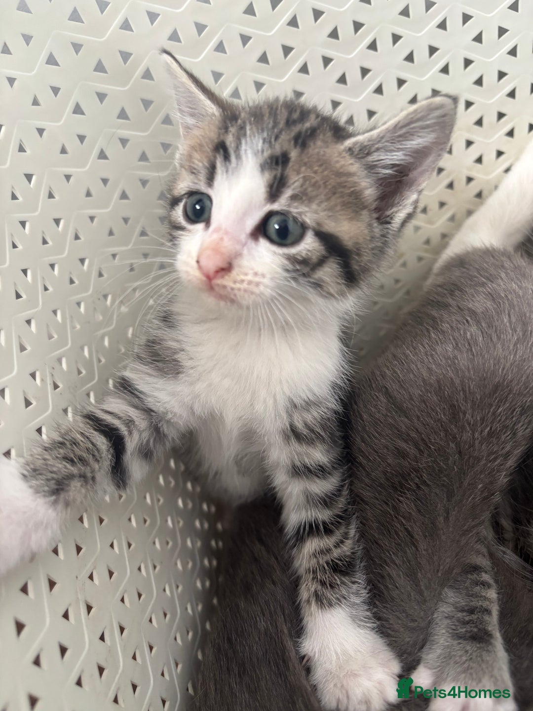 British Shorthair cats for sale: Kittens available BLUES in Axbridge - Image 1