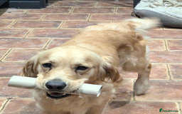Golden Retriever dogs for sale: Golden retriever girl 4 years old  - Image 3