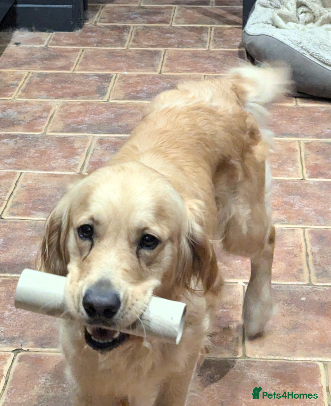 Golden Retriever dogs for sale: Golden retriever girl 4 years old  - Image 3
