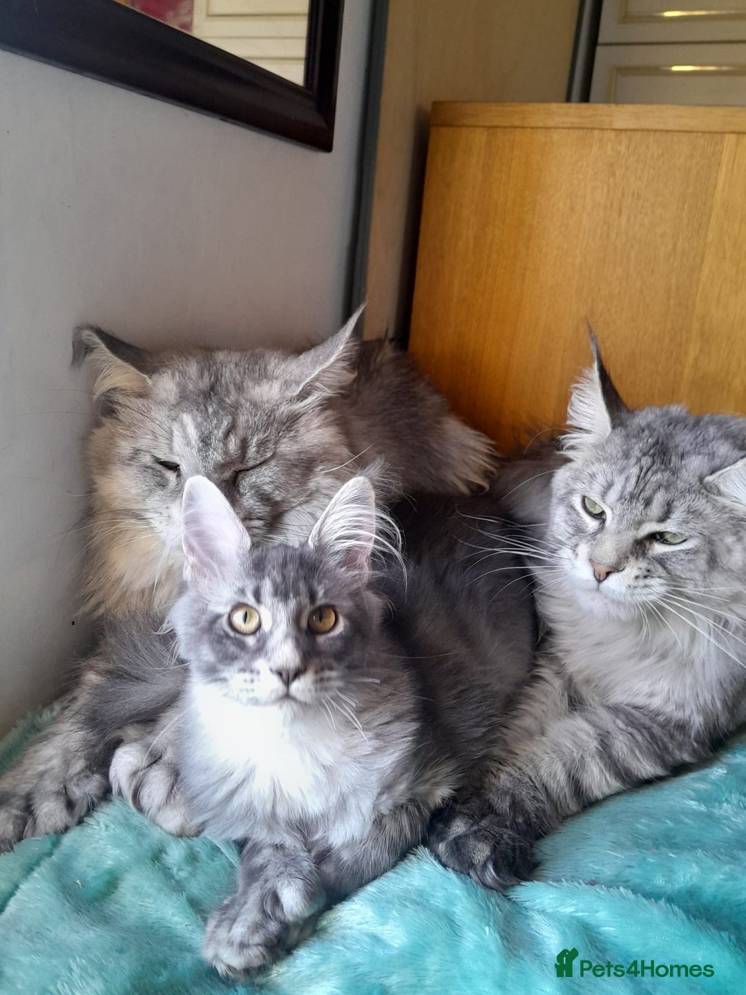 Maine Coon cats for sale: black smoke ticked ns25 polydactyl girl maine coon - Advert 7