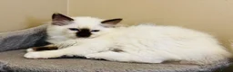 Ragdoll cats for sale: Ragdoll kittens  - Advert 12