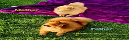 Pomeranian dogs for sale: Beautiful 3 Pomeranians up for reservation! - Advert 9