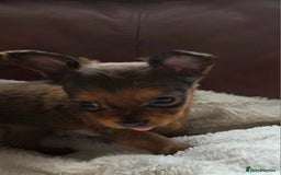 Russian Toy Terrier dogs for sale: Russian Toy Puppies  - Image 11
