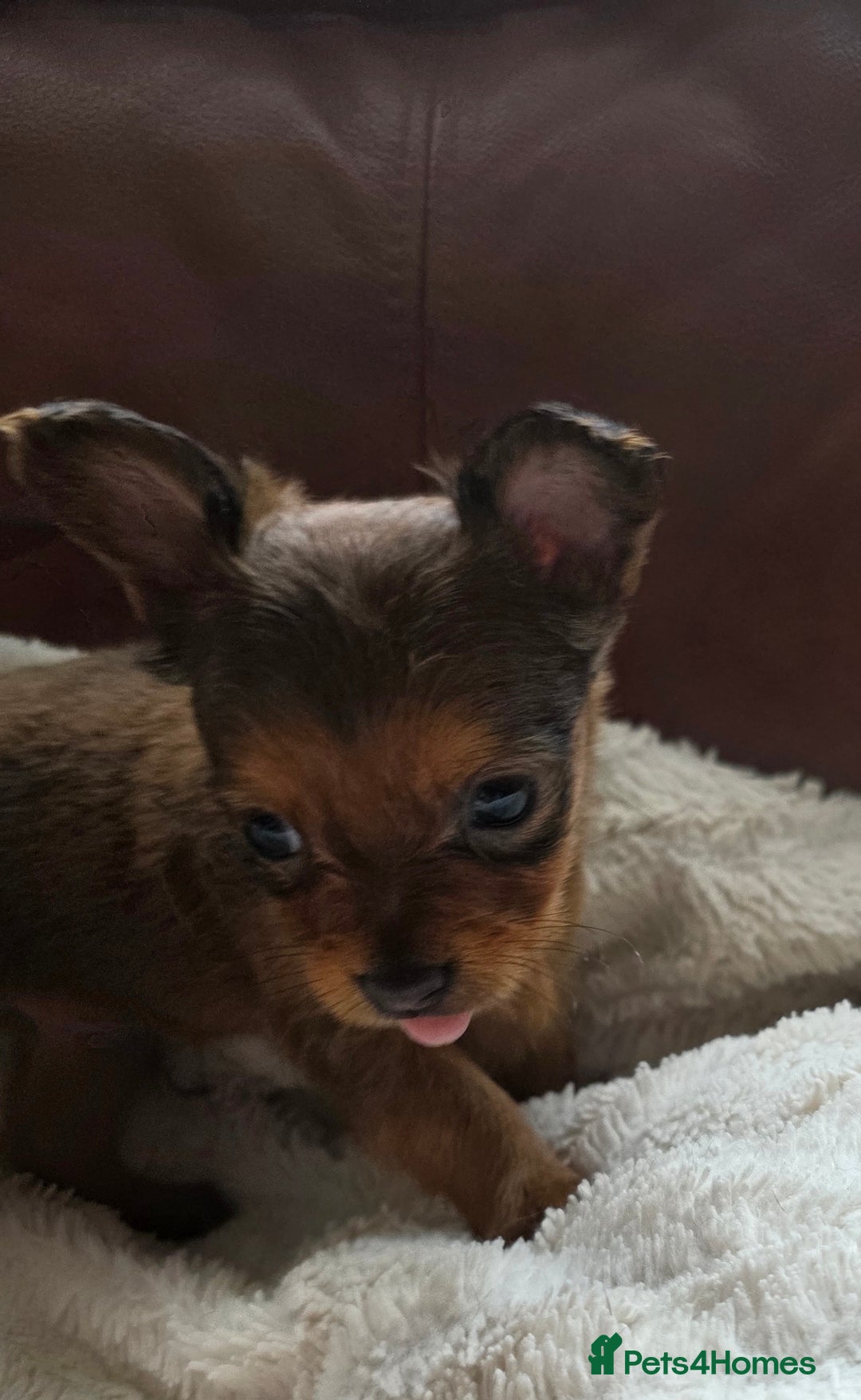 Russian Toy Terrier dogs for sale: Russian Toy Puppies  - Image 11