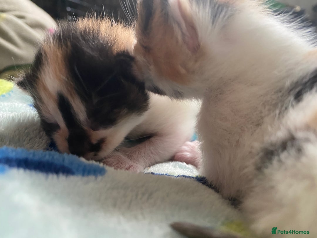 British Shorthair cats for sale: 3 gorgeous kittens for sale - Image 9