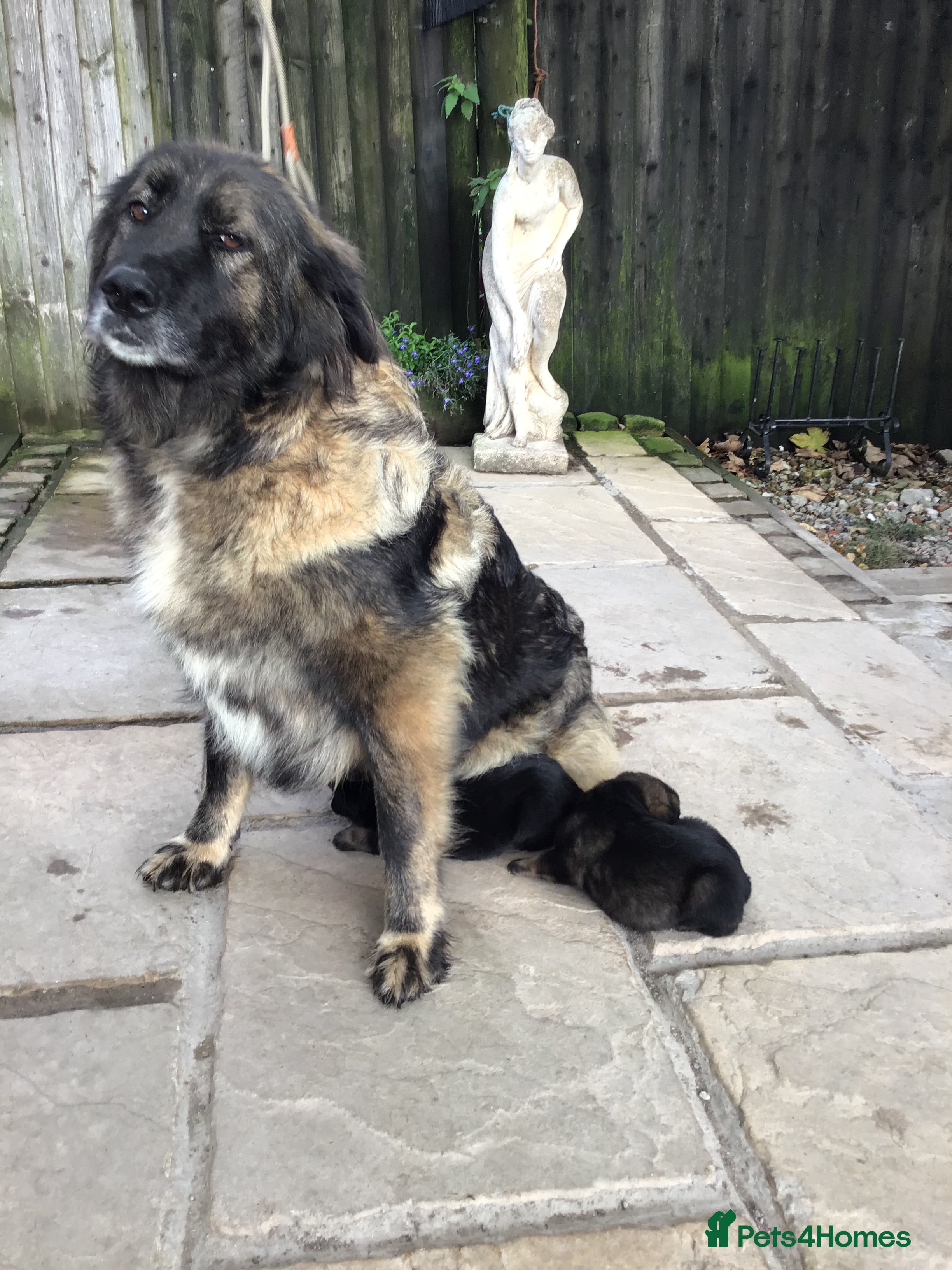 Mixed Breed dogs German cross Caucasian pups - Advert 6